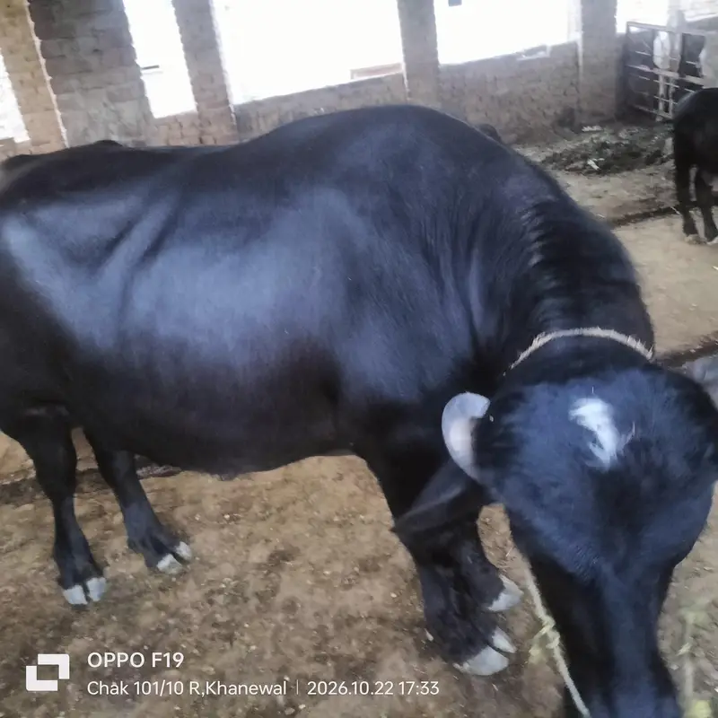 black bull — photo 3