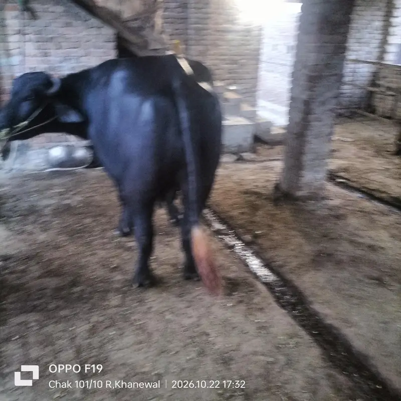 black bull — photo 5