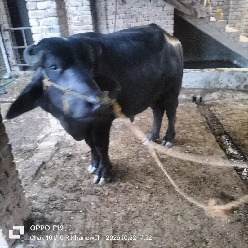 black bull — photo 6
