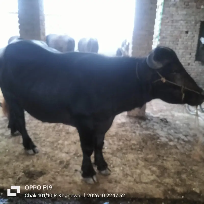 black bull — photo 7