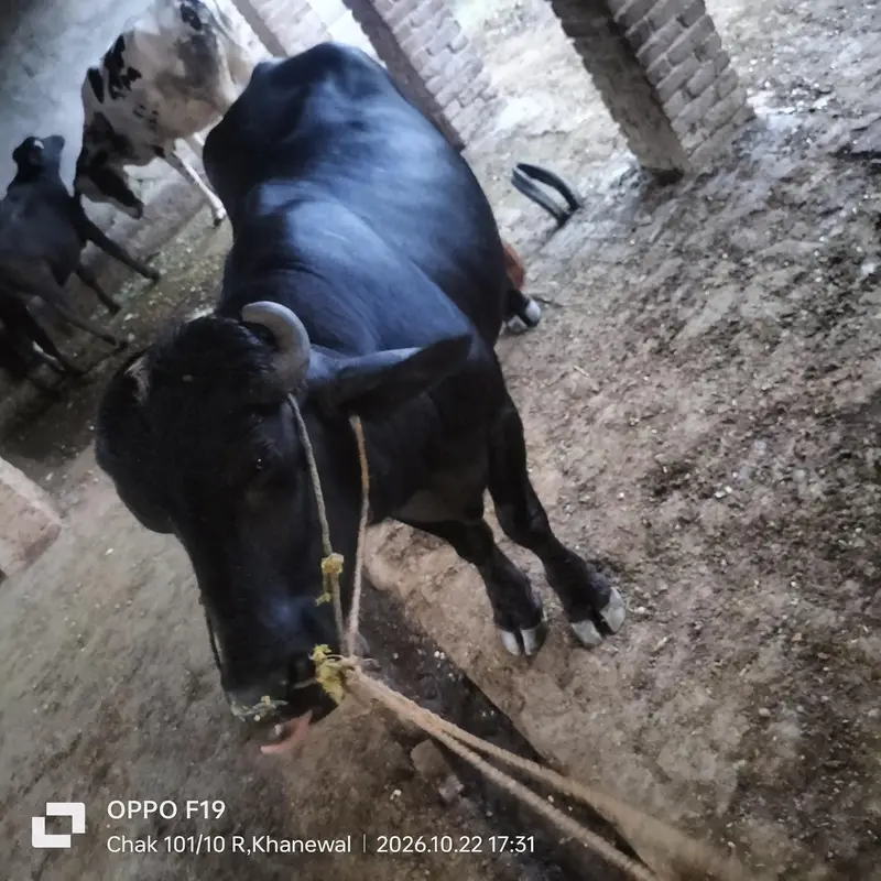 black bull — photo 8