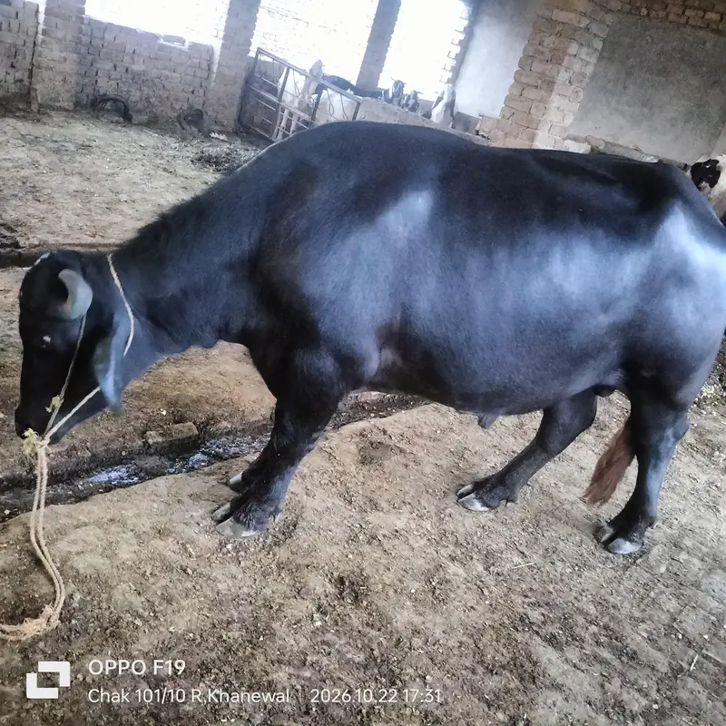 black bull — photo 9