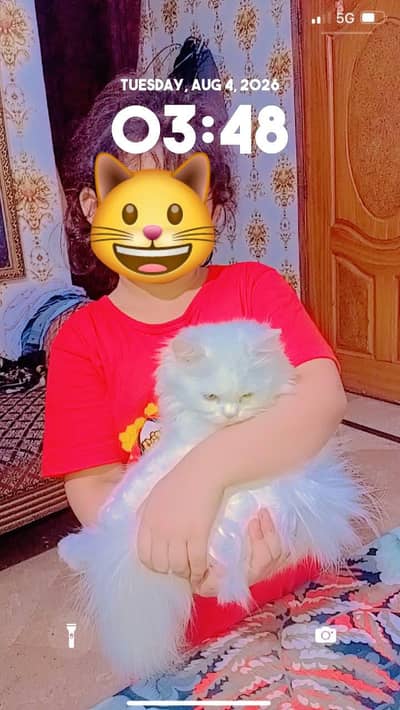 White Persian Cat