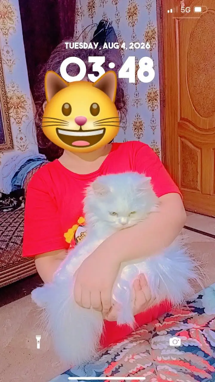 White Persian Cat — photo 2