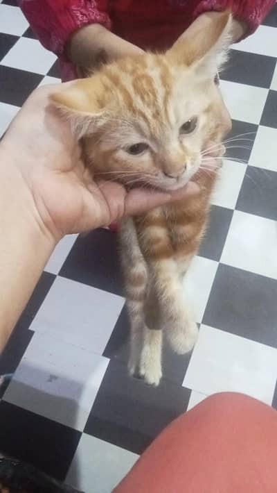 urgent sale