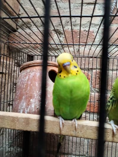 King Size Breeder Males
