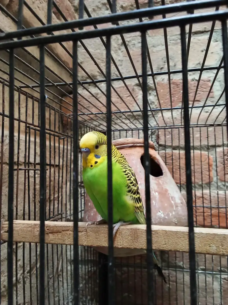 King Size Breeder Males — photo 2