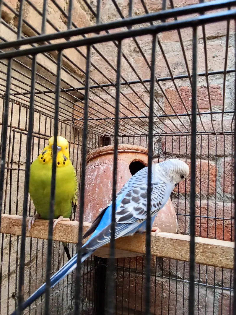 King Size Breeder Males — photo 3