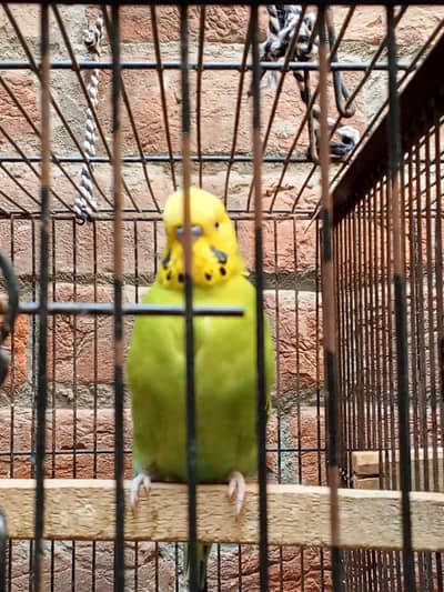 King Size Breeder Males
