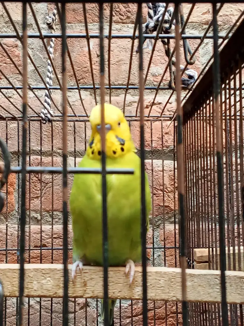 King Size Breeder Males — photo 4