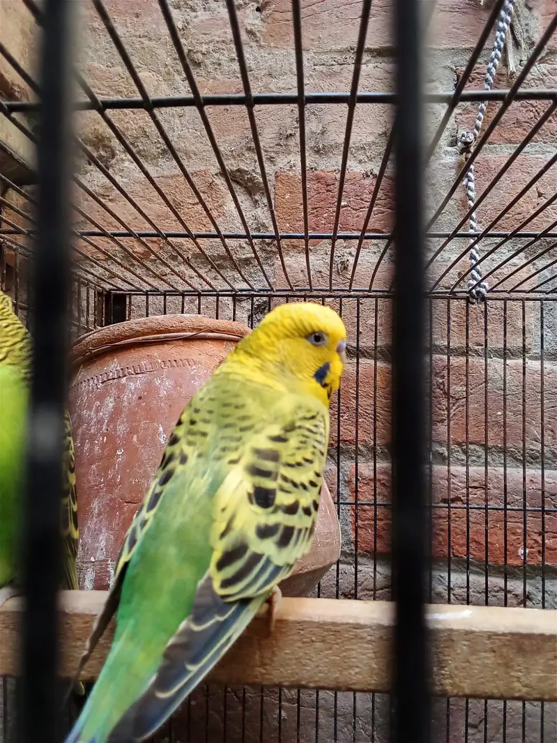 King Size Breeder Males — photo 8