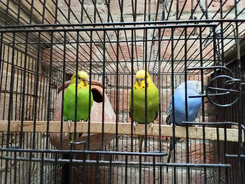 King Size Breeder Males — photo 9