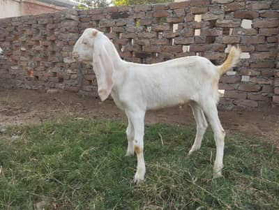 Goats for sale
