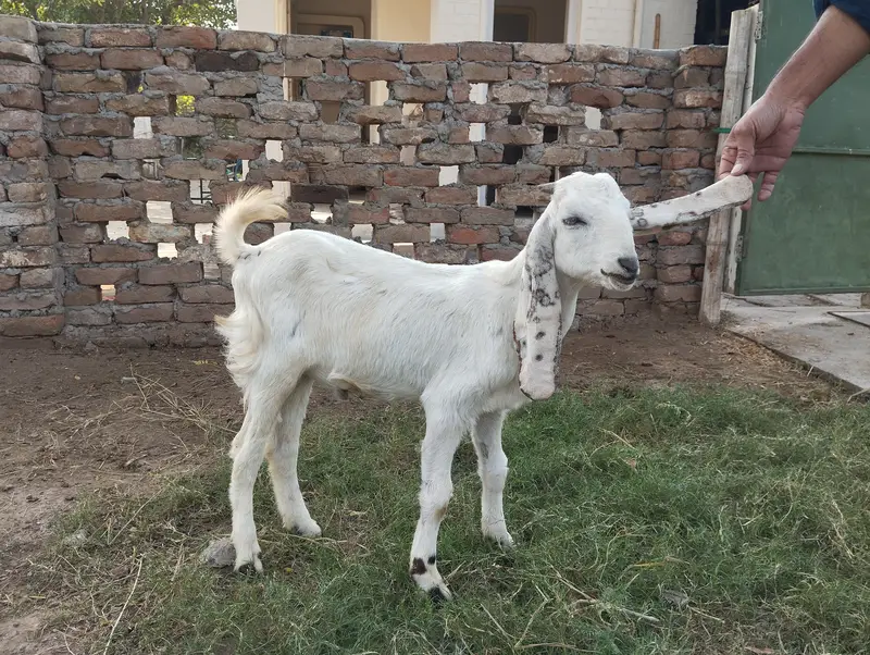Goats for sale — photo 2
