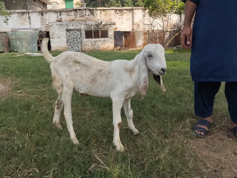 Goats for sale — photo 3
