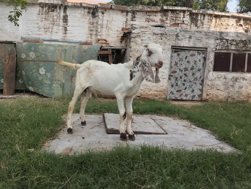Goats for sale — photo 4