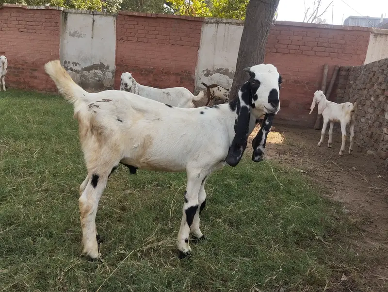 Goats for sale — photo 5