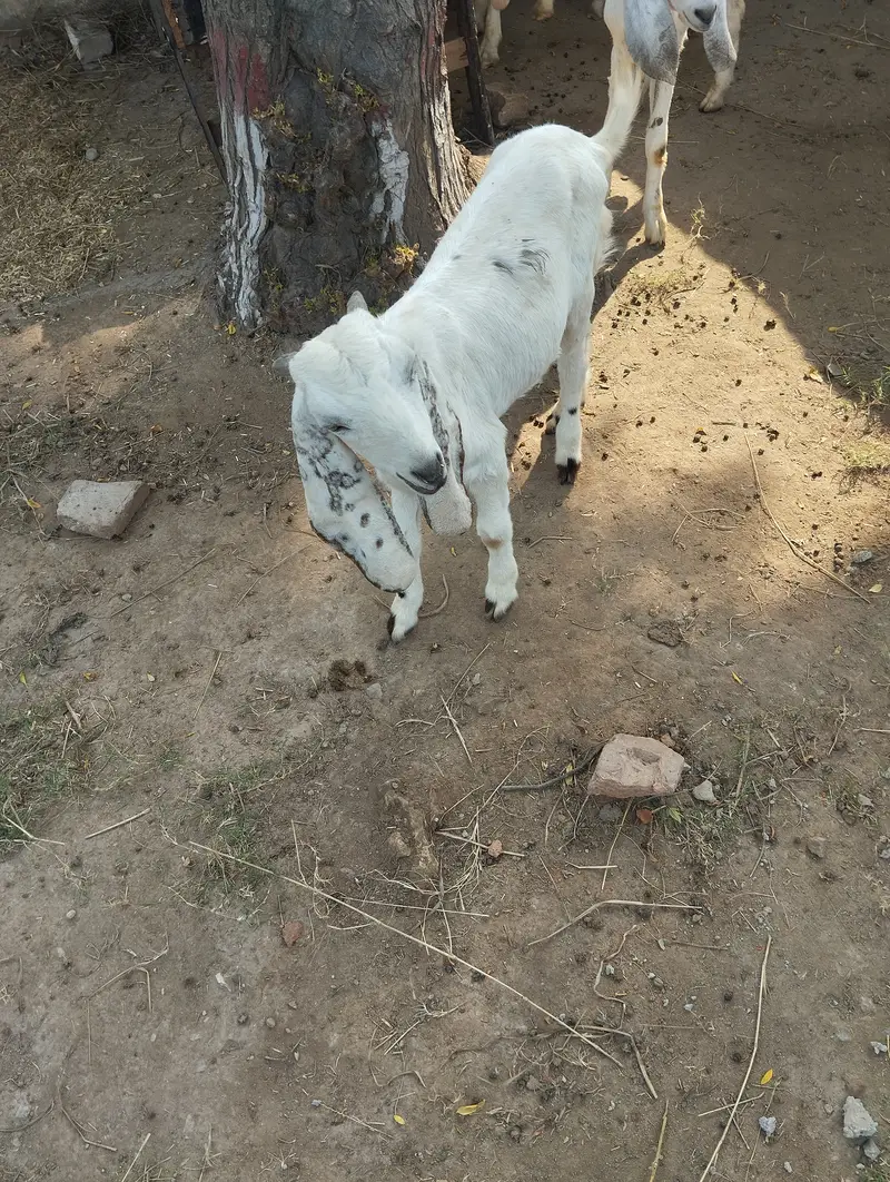 Goats for sale — photo 6