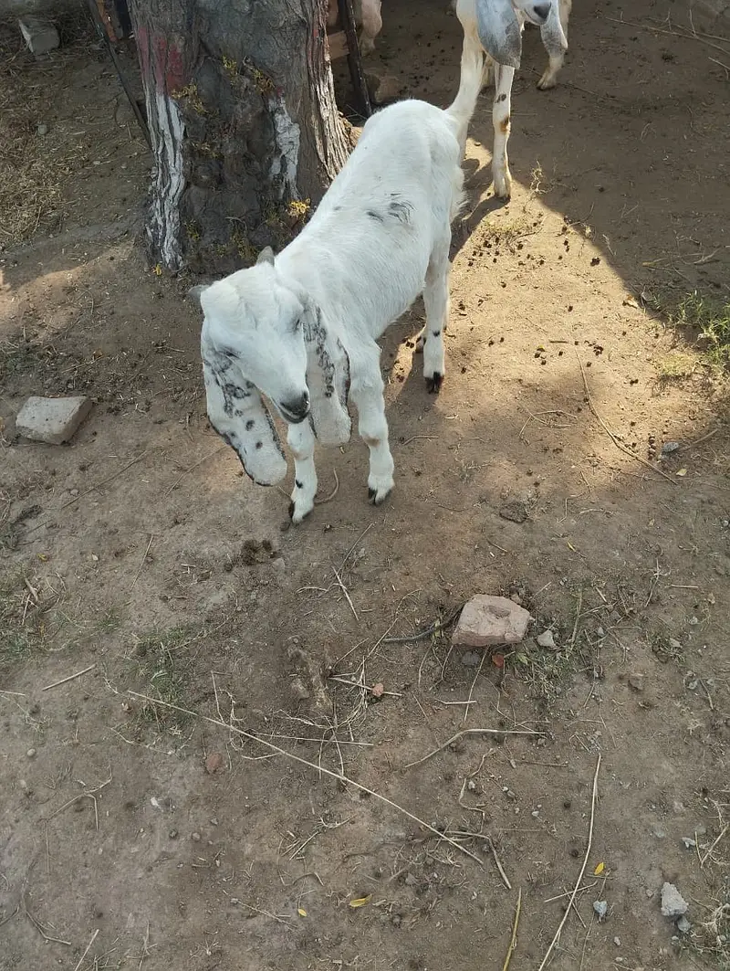 Goats for sale — photo 7