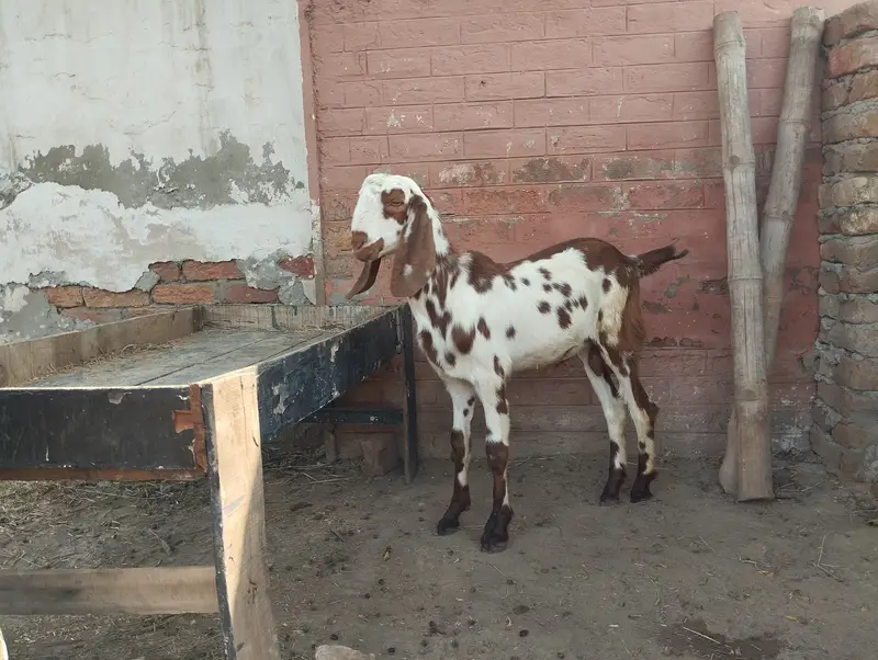 Goats for sale — photo 8