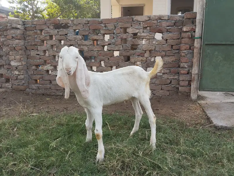 Goats for sale — photo 9