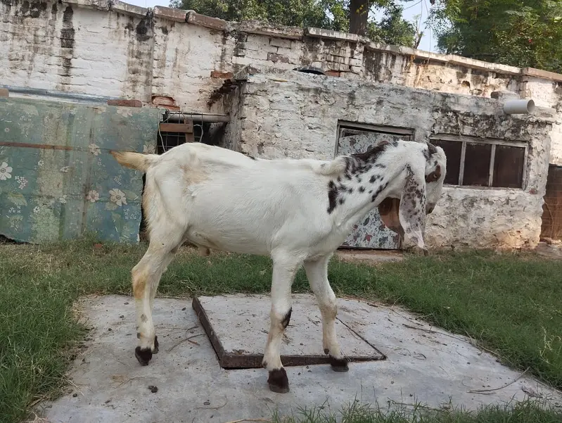 Goats for sale — photo 10