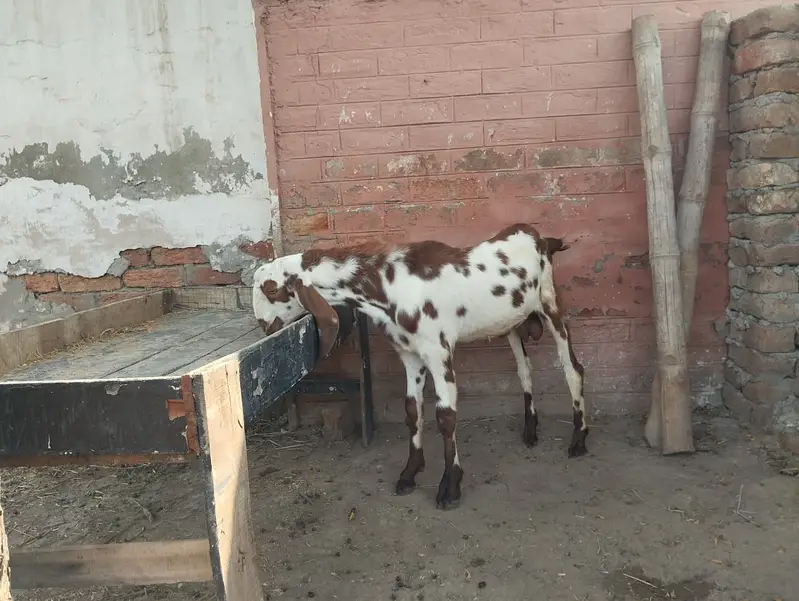Goats for sale — photo 11