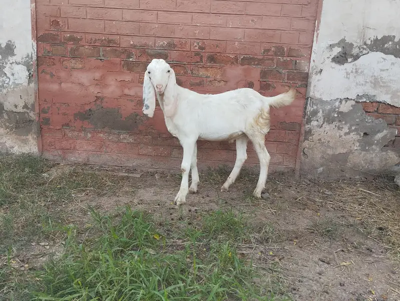 Goats for sale — photo 12