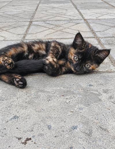 Persian cat baby multy color but long Court nhi hen mix breed ha