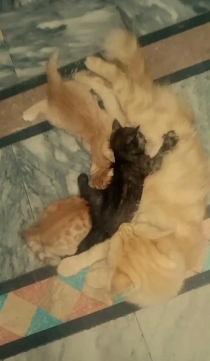 Persian cat baby multy color but long Court nhi hen mix breed ha — photo 2