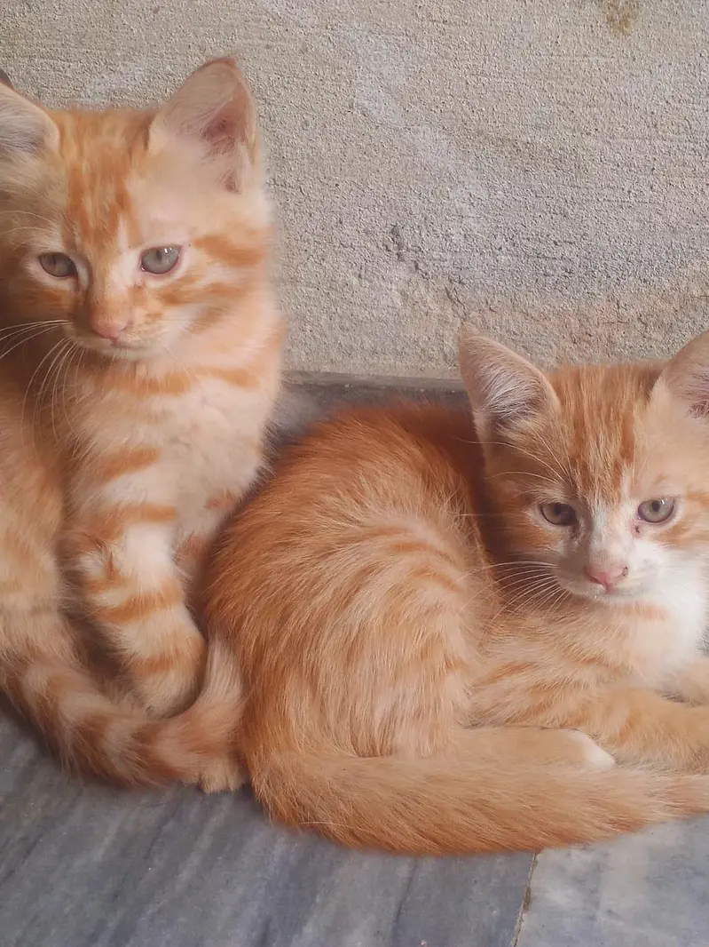Persian cat baby multy color but long Court nhi hen mix breed ha — photo 3