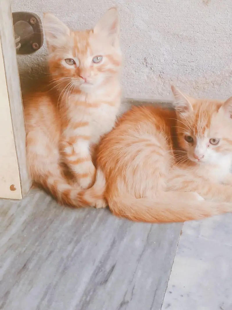 Persian cat baby multy color but long Court nhi hen mix breed ha — photo 4