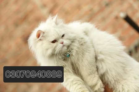 Persion Male Cat