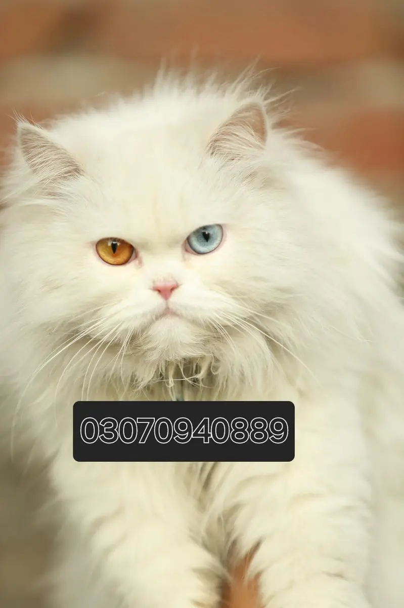 Persion Male Cat — photo 2