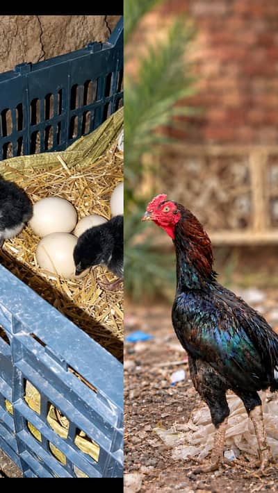 lasani chicks avalible