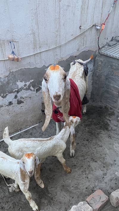 Makki chinni Bakri 2 bakro ka sath