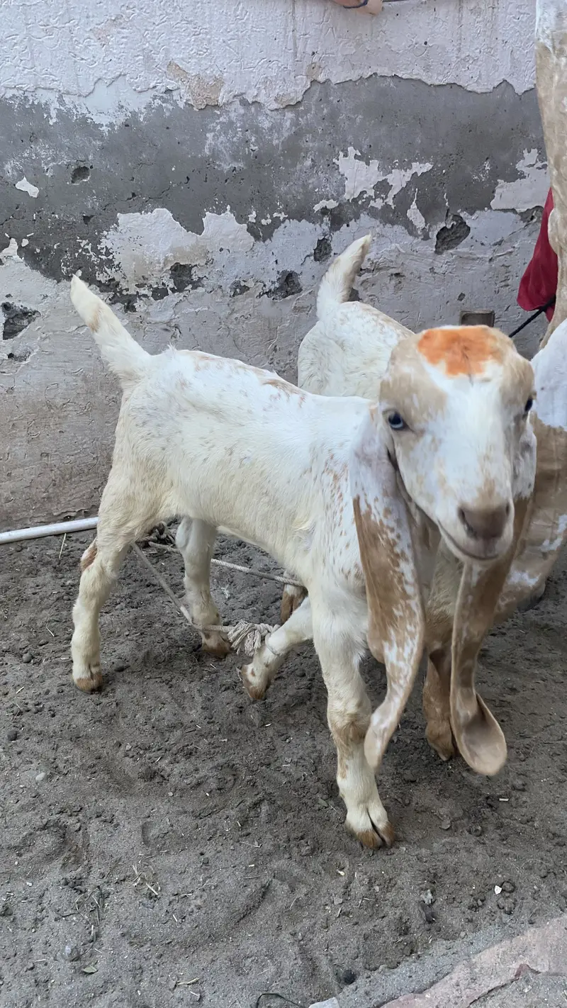 Makki chinni Bakri 2 bakro ka sath — photo 2