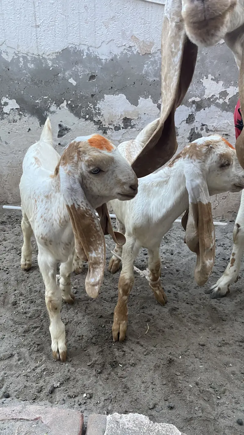 Makki chinni Bakri 2 bakro ka sath — photo 3