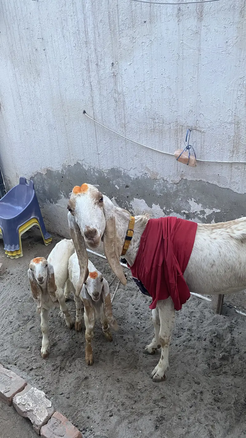Makki chinni Bakri 2 bakro ka sath — photo 4