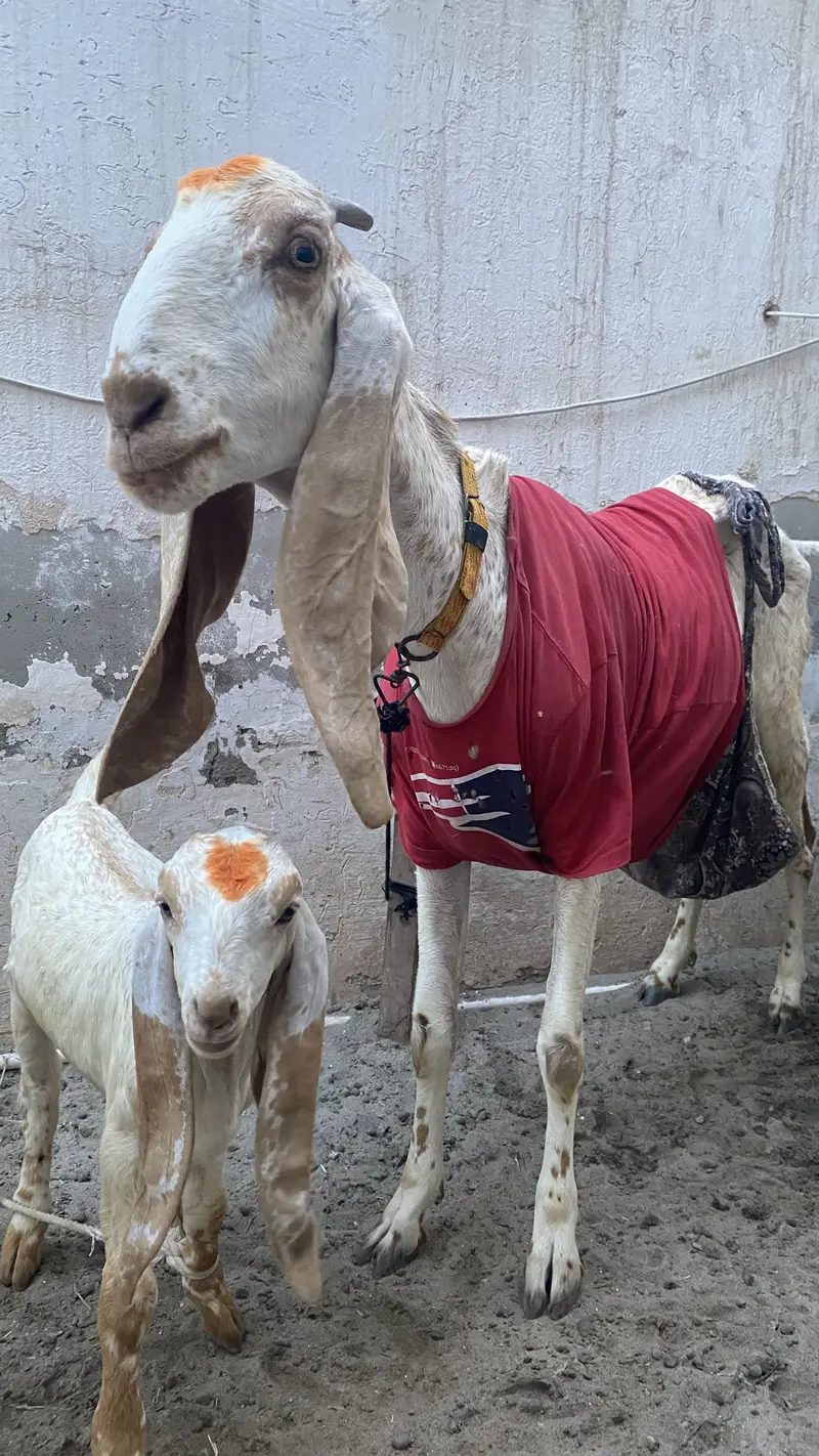 Makki chinni Bakri 2 bakro ka sath — photo 5