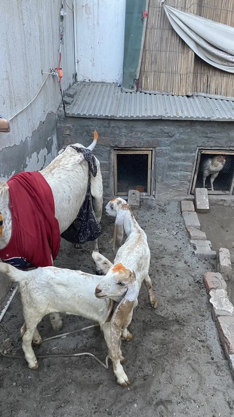 Makki chinni Bakri 2 bakro ka sath — photo 6