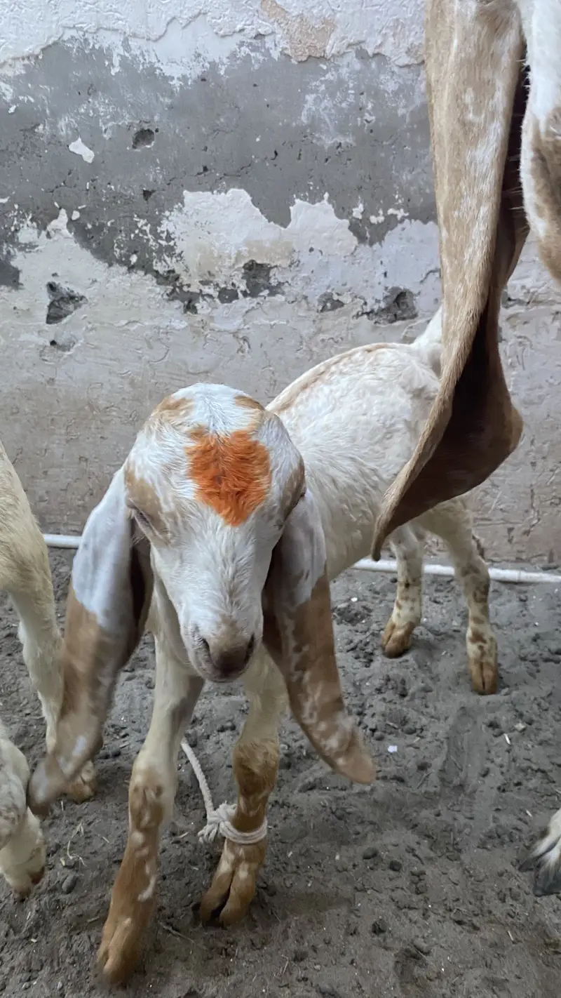 Makki chinni Bakri 2 bakro ka sath — photo 7