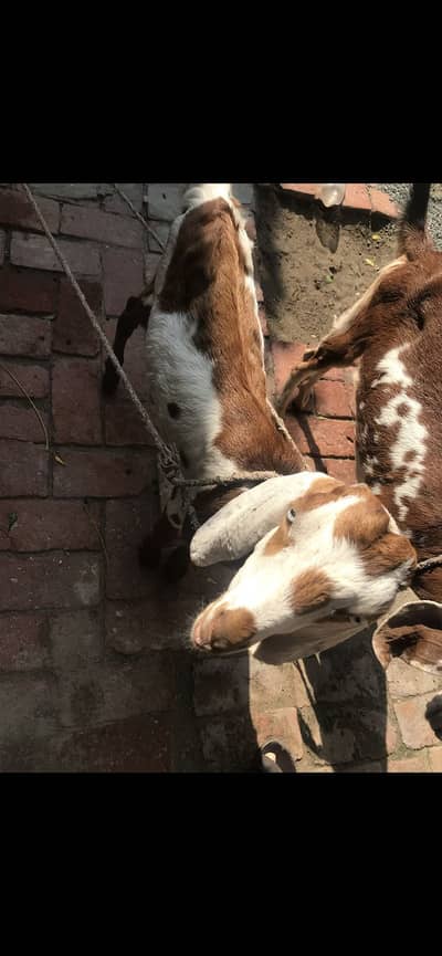 Goats for sell