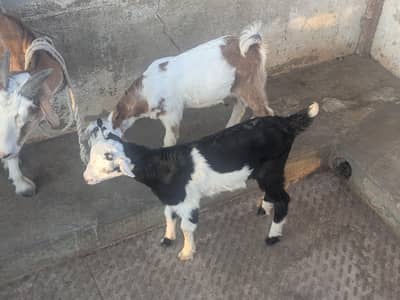teedy kids 1 male and 2 famle pair.   3 female for patari