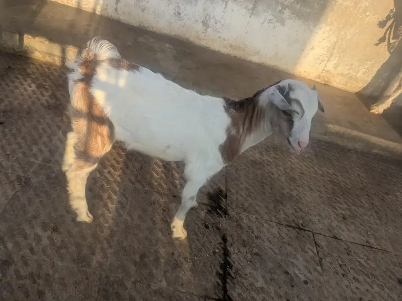 teedy kids 1 male and 2 famle pair.   3 female for patari — photo 2