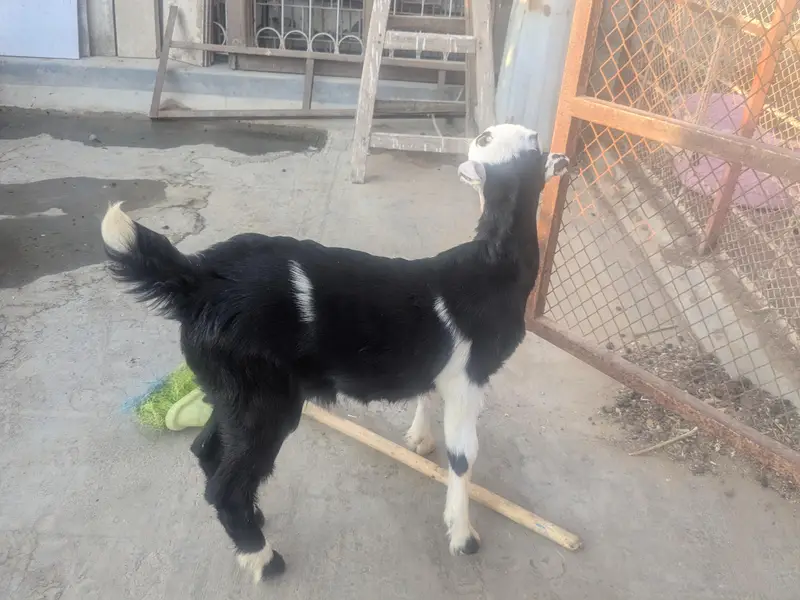 teedy kids 1 male and 2 famle pair.   3 female for patari — photo 3