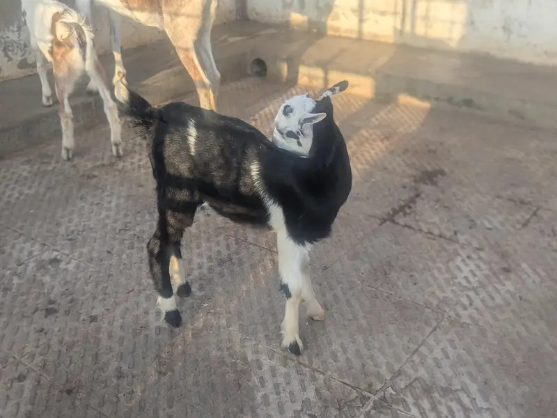 teedy kids 1 male and 2 famle pair.   3 female for patari — photo 4