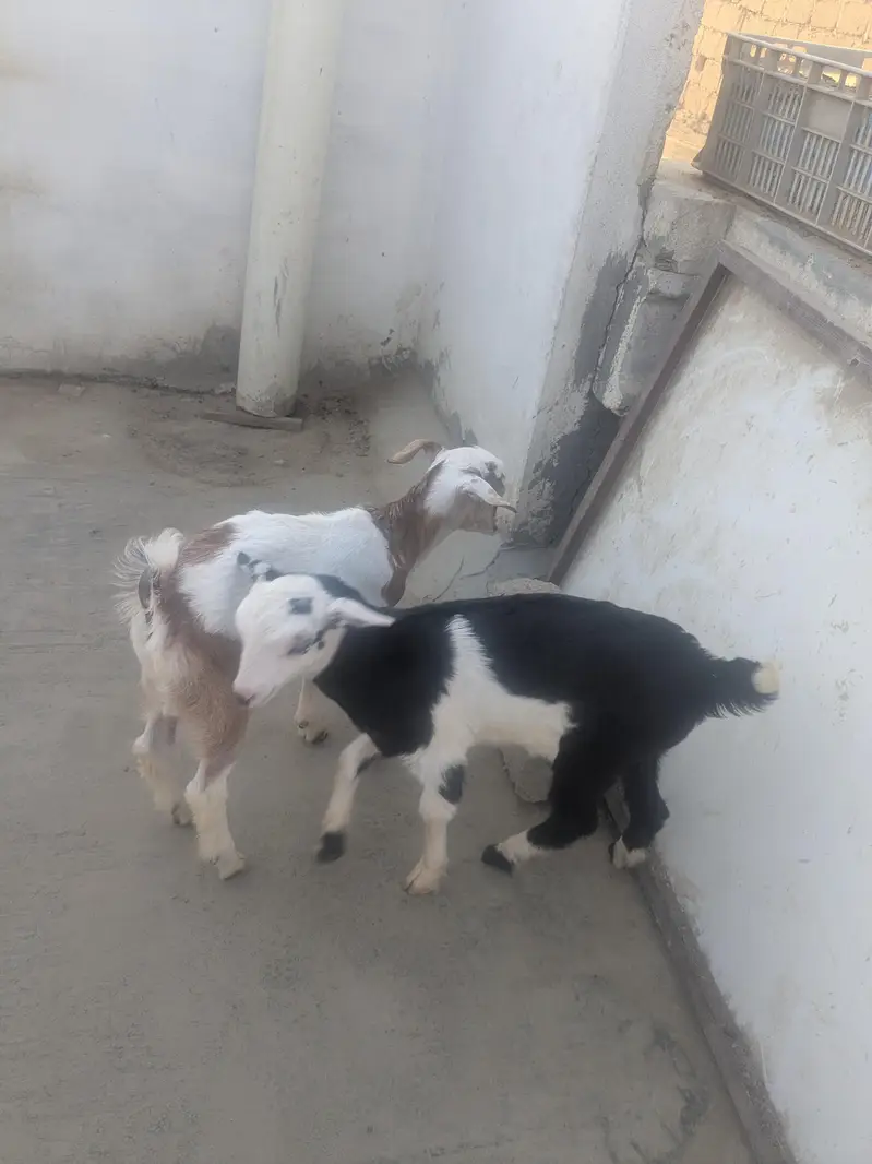 teedy kids 1 male and 2 famle pair.   3 female for patari — photo 5