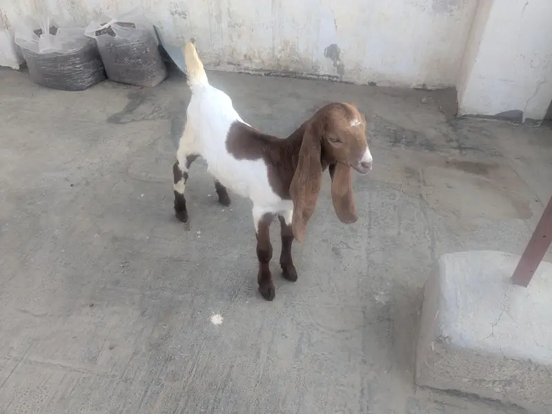 teedy kids 1 male and 2 famle pair.   3 female for patari — photo 6