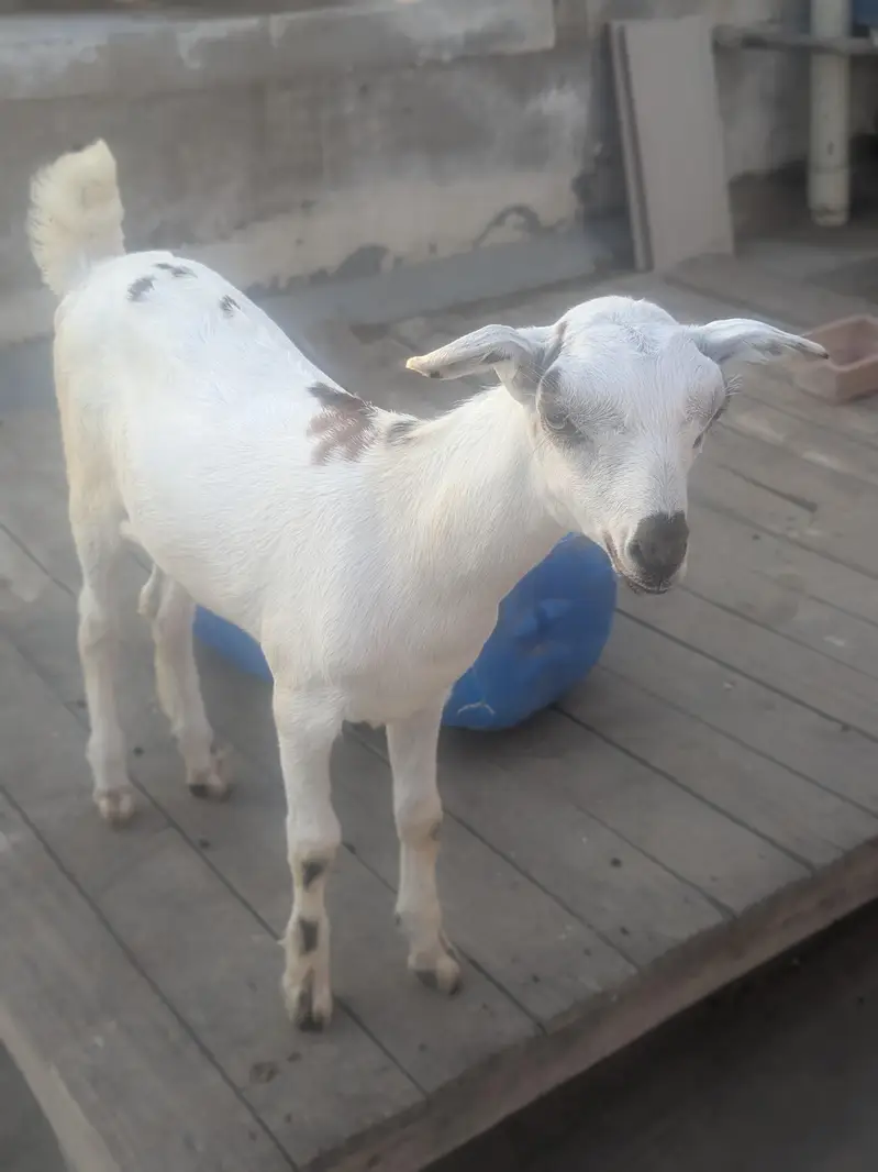 teedy kids 1 male and 2 famle pair.   3 female for patari — photo 7